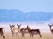 Pronghorn American Almost Antelope