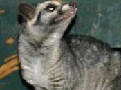 Featured Animal: African Palm Civet