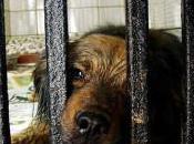 Georgia Animal Protection Society Beds Homeless Dogs