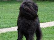 Featured Animal: Affenpinscher