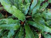 Plant Week: Asplenium Scolopendrium