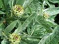 Floral Artichoke Bush Flower Buds