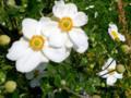 Bush Anemone Scented Flower Hedgerow