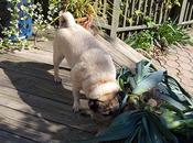 Fall Gardening with Buddy