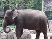 Featured Animal: Sumatran Elephant