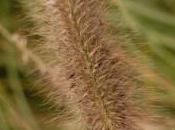 Plant Week: Pennisetum Alopecuroides ‘Hameln’