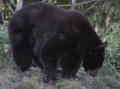 Featured Animal: Black Bear