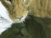 Beautiful Snapshots Animals Reflected Water