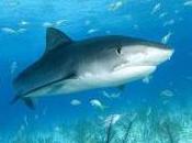 Featured Animal: Tiger Shark