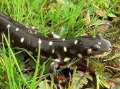 Featured Animal: Tiger Salamander