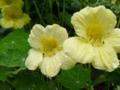 Yellow Plant Flowers