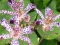 Toad Lily "Blue Wonder" (Tricyrtis Hirta)