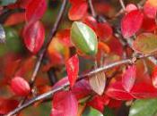 Plant Week: Cotoneaster Divaricatus