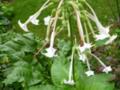 Flowering Tobacco Plant, Season