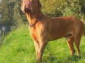 Featured Animal: Dogue Bordeaux