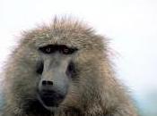 Featured Animal: Baboon