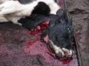 Denmark Bans Halal Kosher Slaughter Animal Rights Come Before Religion