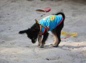 DAILY PHOTO: Doggie Attire Tropics… Really?