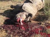 After London Wildlife Summit: Already Rhinos Killed Tuesday