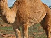 Dromedary Dilemma