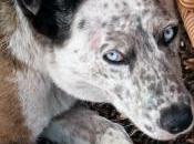 Adopted Shows Meaning Love Around