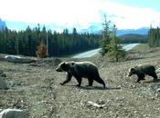 Study Proves That Wildlife Crossing Structures Promote ‘gene Flow’ Banff Bears