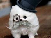World’s Best Images Dogs Wearing Monocles
