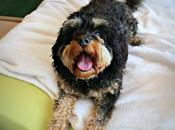 Diego Presents: Valentine’s Doggie Playdate