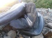Conservationists Claim Blue Whale Killed Ship Puerto Montt (Chile)