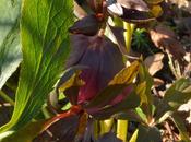 Plantify Trial Update Helleborus Hybridus 'Red Lady'