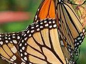 Butterflies Disappearing?