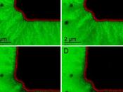 ORNL Scientists Examine Electrochemical Processes Batteries Real-Time