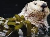 Support California Otters Defenders Blog