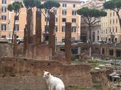 Cats Coliseum: Battle Rome Attractions