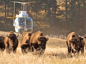 Yellowstone Begins Wild Bison Slaughter