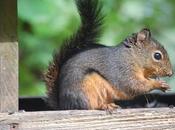 Protestors Squirrel Slam Hunting Contest Crime Against Nature’
