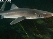 Swedish Critically Endangered Species Part Spiny Dogfish Pigghaj