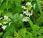 SPRINGTIME HUMBOLDT COUNTY, CALIFORNIA: Flowers Sunshine