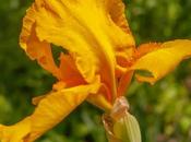 Full Force Irises! Attack!