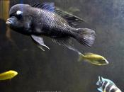 Expressions Flowerhorn Fish