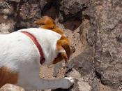 Those Birds Unknown, That Left Only Footprints