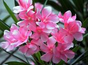அரளி விதையில் முளைச்ச Nerium Oleander