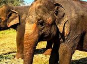 Chiang Mai: Elephants, Muay Thai Street Food...