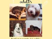 Adults ‘The Seeds Sprouting Buds Nonetheless’ Album Review