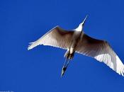 Photographing Crane Kokku