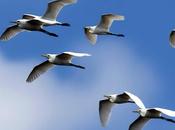 Herons Cattle Egrets Triplicane