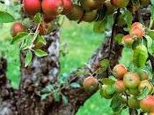 Fruit Tree Apple Kilda