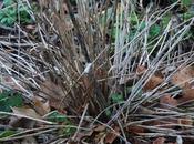 Mulching Beds