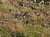 Grass Snake