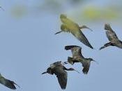 Glossy Ibises